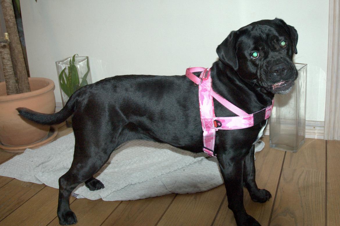 Blanding af racer Cleo - Leger model, meeen det er da ikk noget ved? :p billede 18