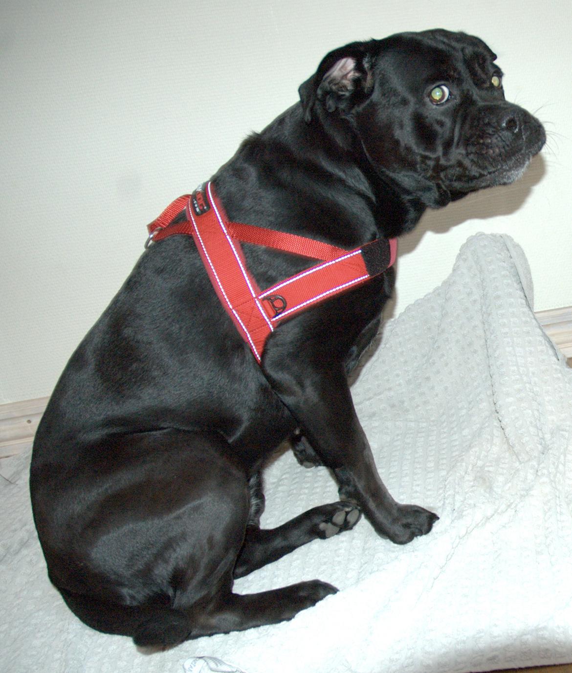 Blanding af racer Cleo - Leger model, meeen det er da ikk noget ved? :p billede 19