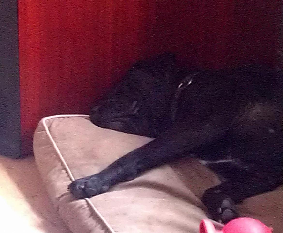 Blanding af racer Cleo billede 20