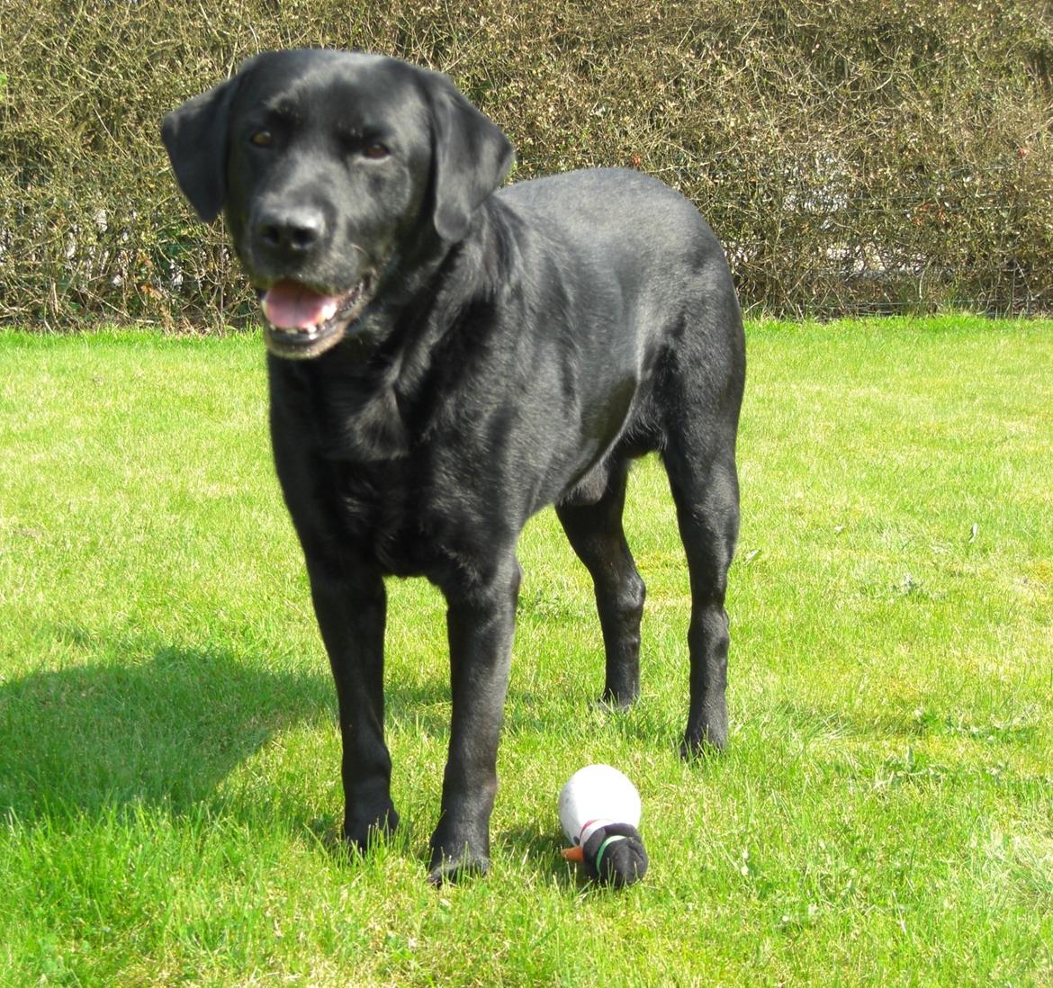 Labrador retriever Samson billede 1