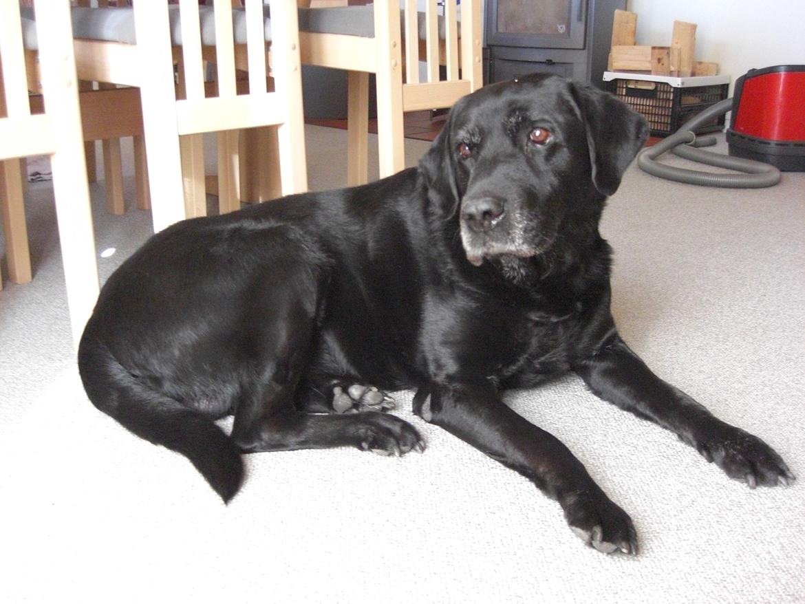 Labrador retriever Samson billede 2