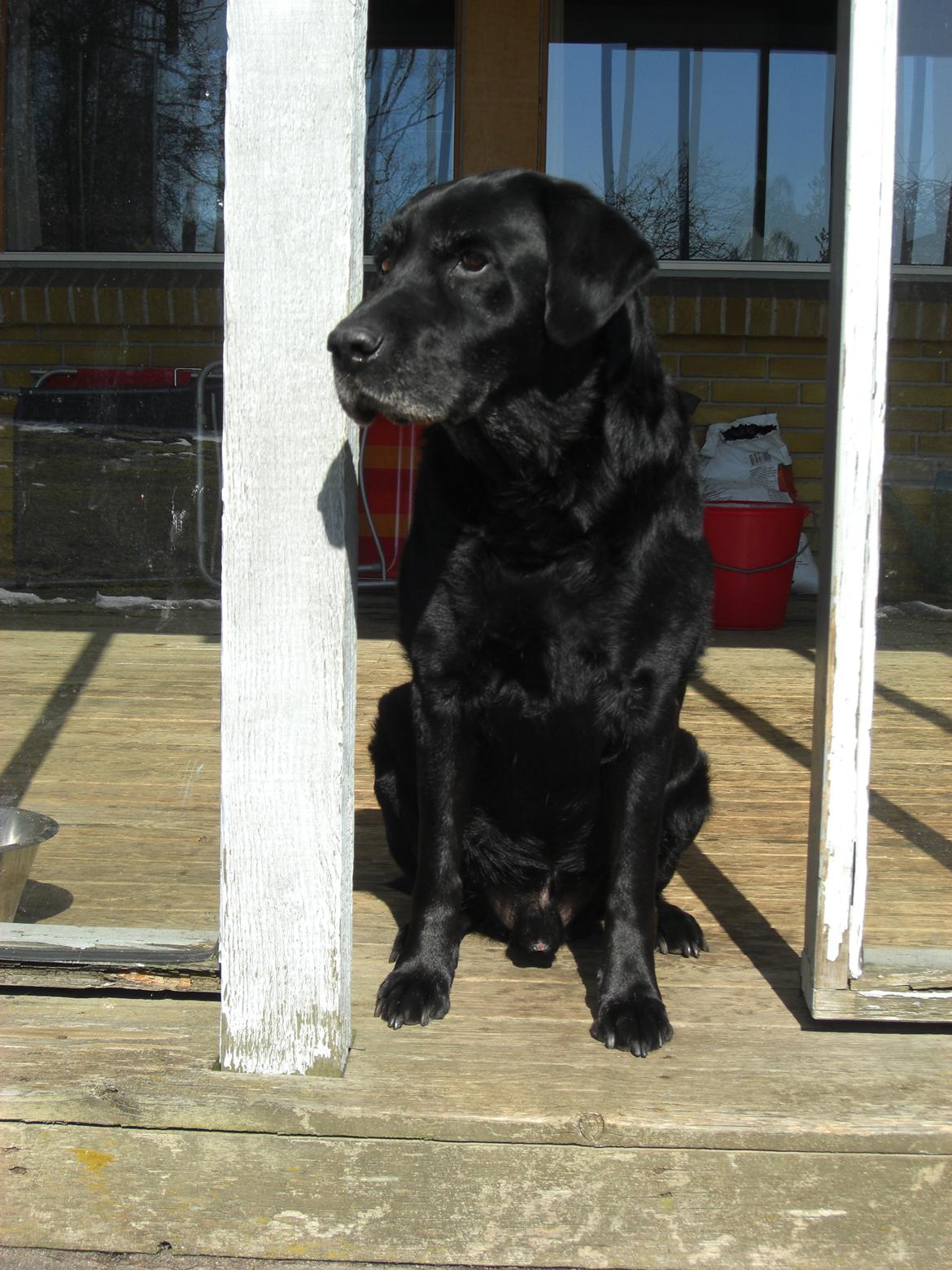 Labrador retriever Samson billede 3