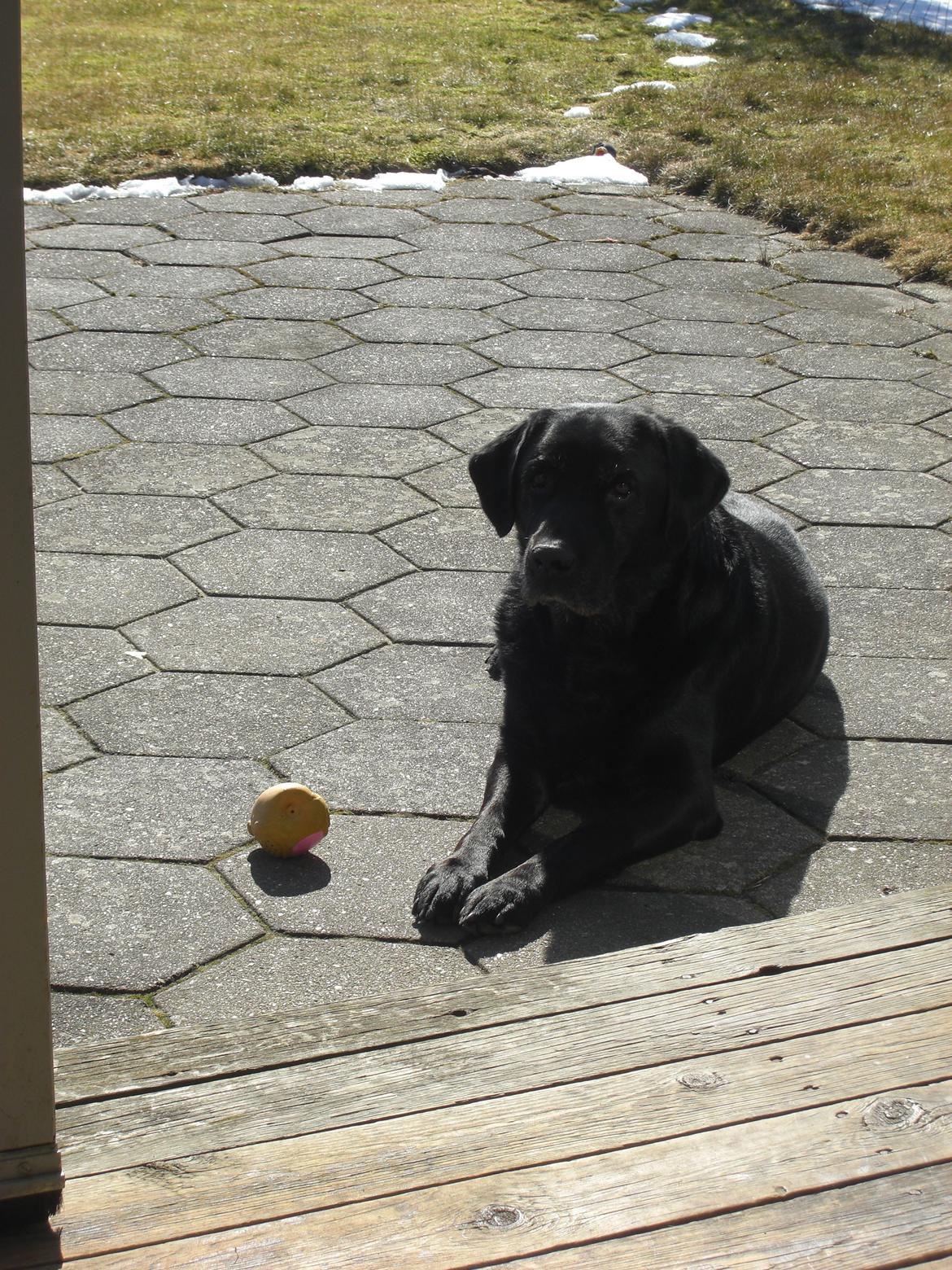 Labrador retriever Samson billede 4