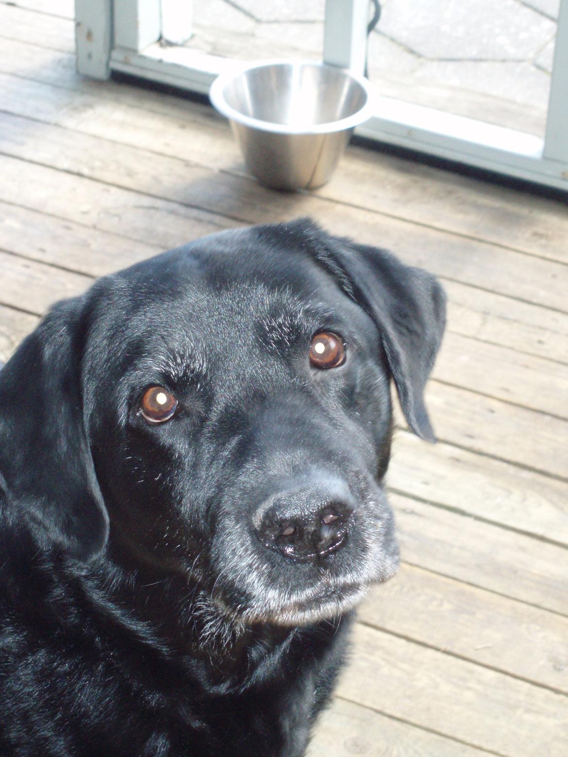 Labrador retriever Samson billede 5