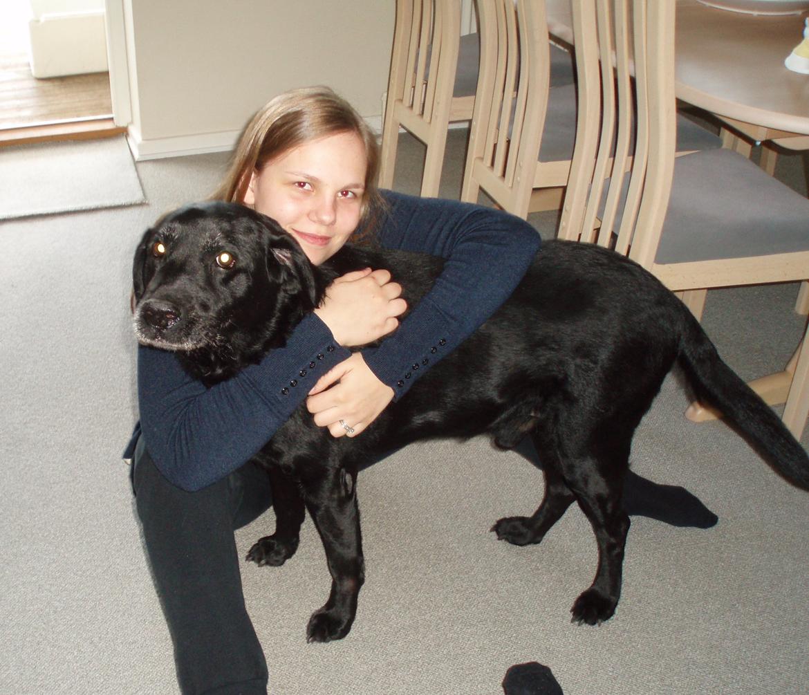 Labrador retriever Samson billede 6