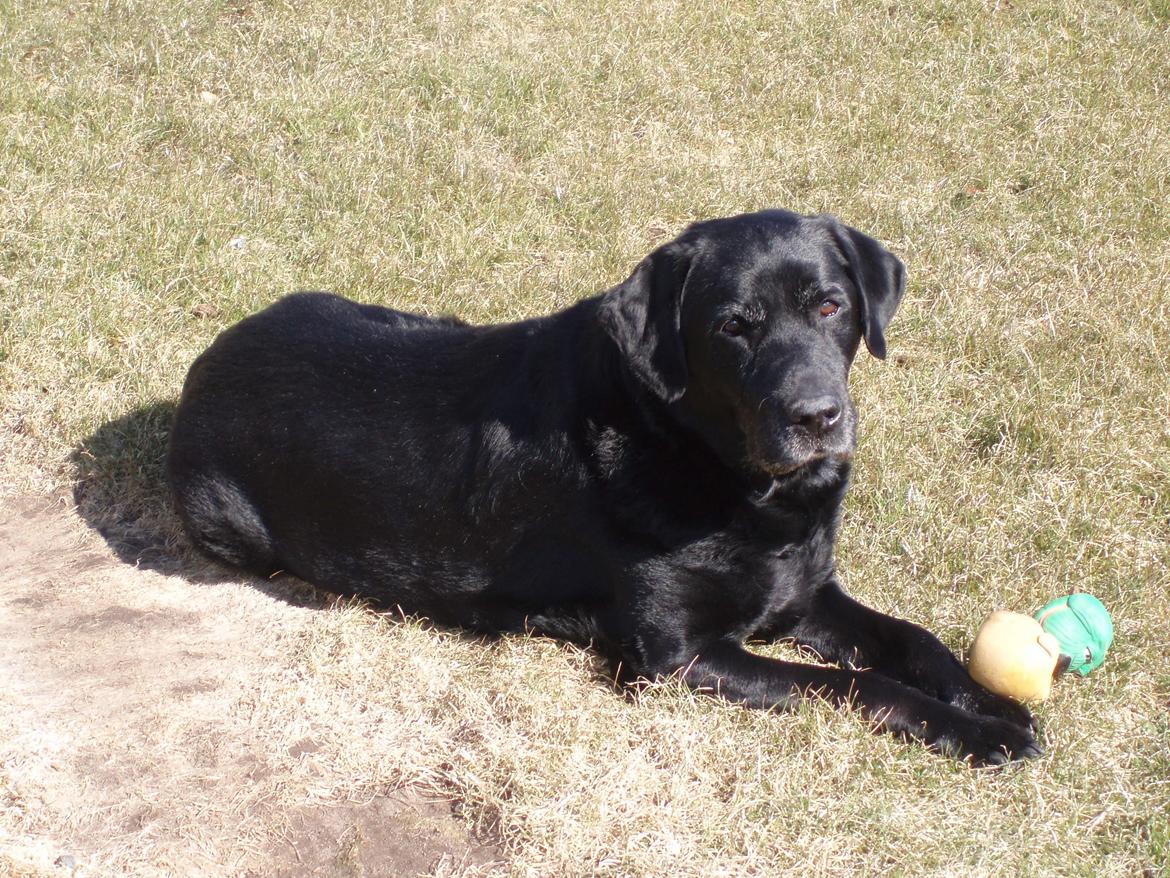 Labrador retriever Samson billede 7