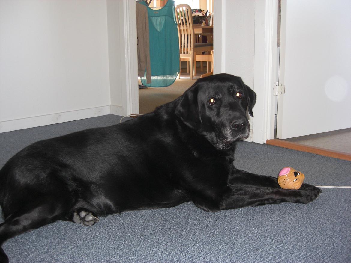 Labrador retriever Samson billede 8