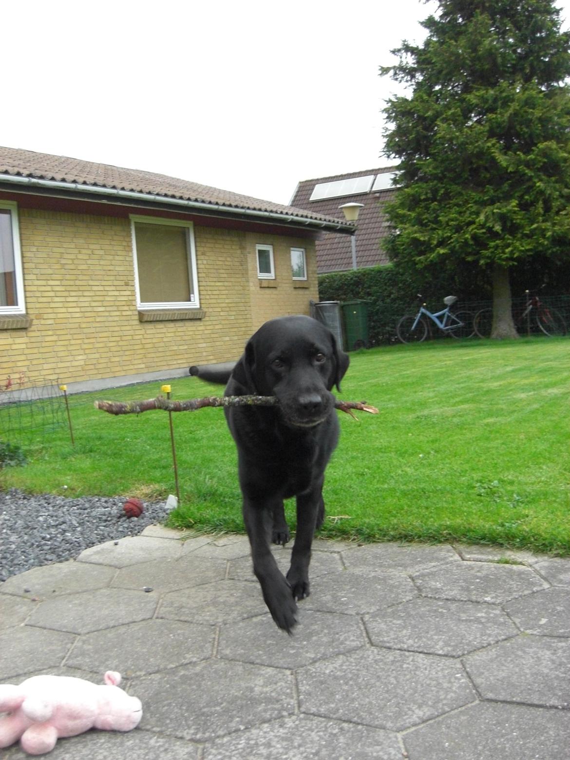 Labrador retriever Samson billede 9