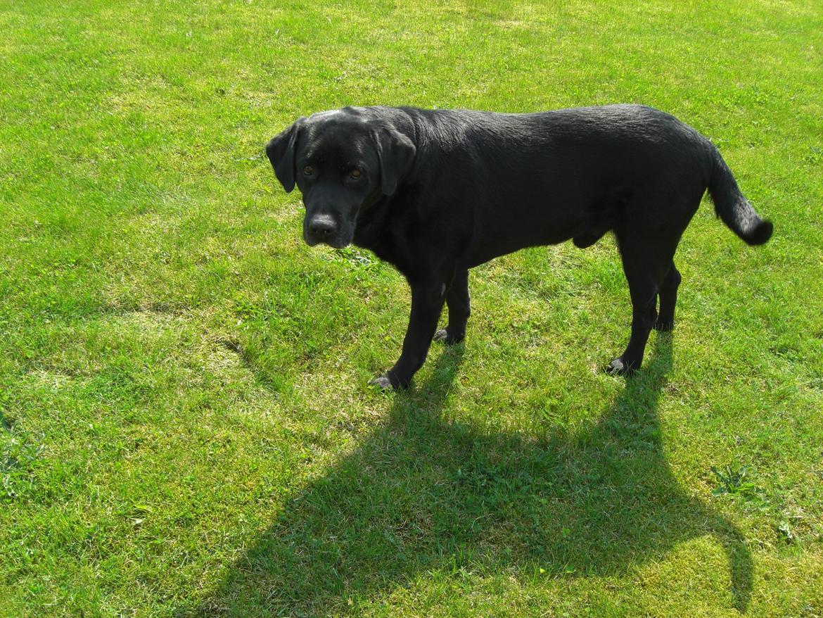 Labrador retriever Samson billede 10