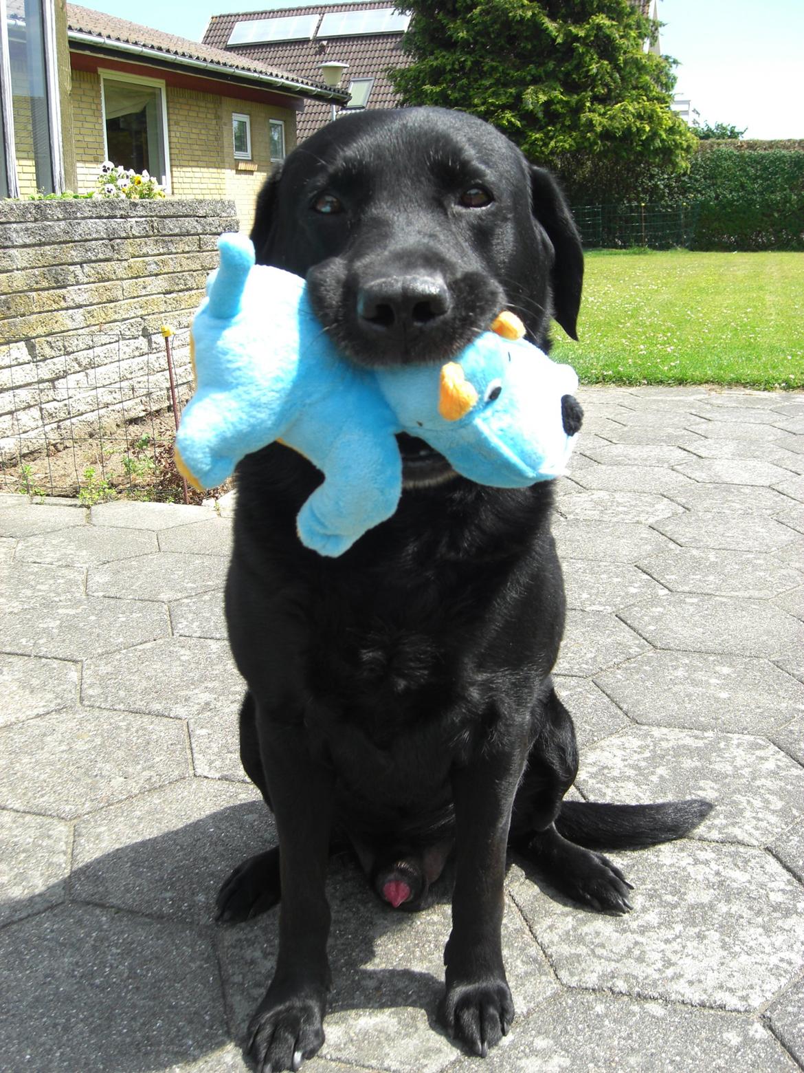 Labrador retriever Samson billede 11