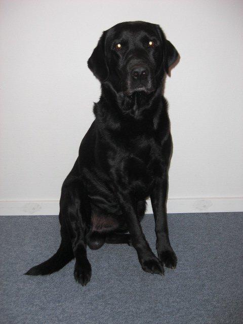 Labrador retriever Samson billede 12
