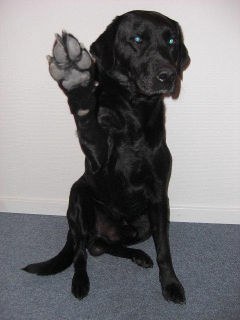 Labrador retriever Samson billede 13