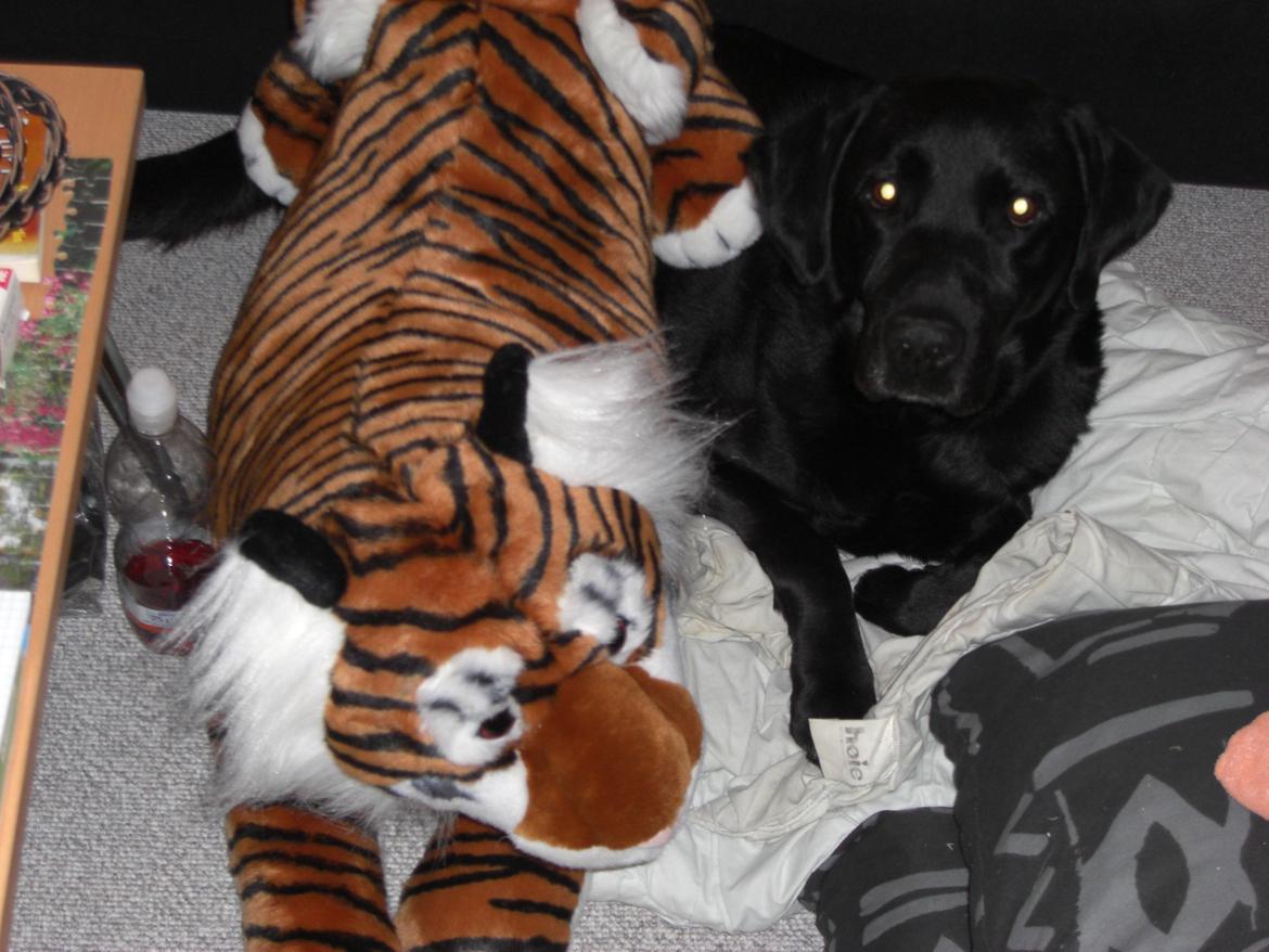 Labrador retriever Samson billede 14