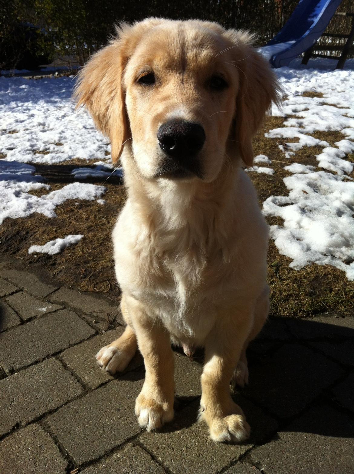 Blanding af racer Golden Retriver/Cocker Spaniel Manfred(Manse) billede 10