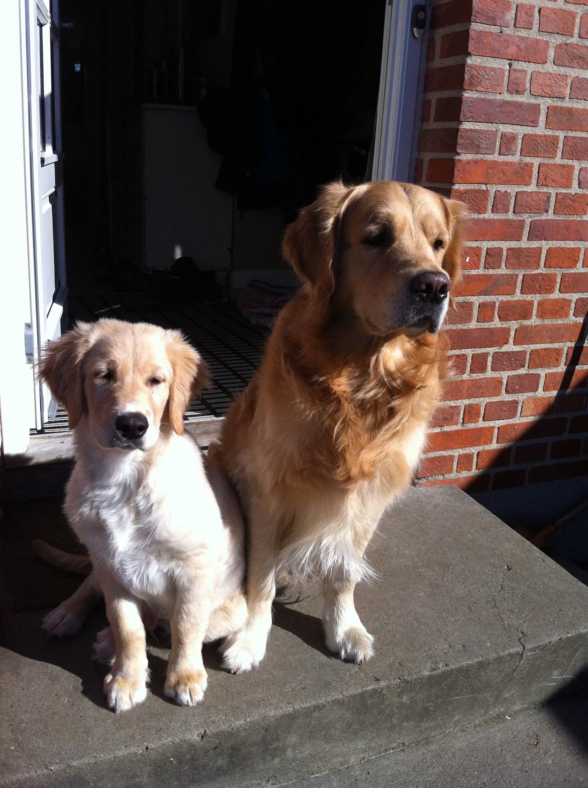 Blanding af racer Golden Retriver/Cocker Spaniel Manfred(Manse) billede 11