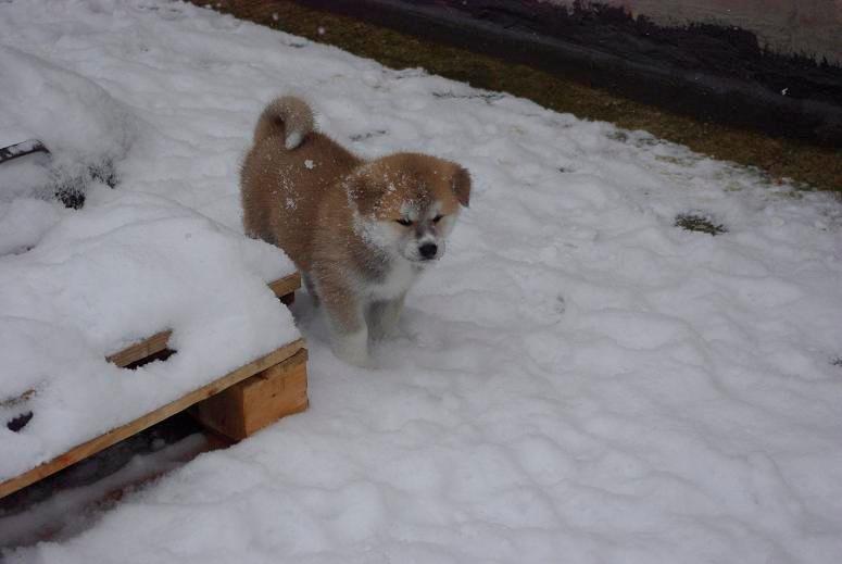 Akita inu (miko) Bancho of kishi ken billede 6
