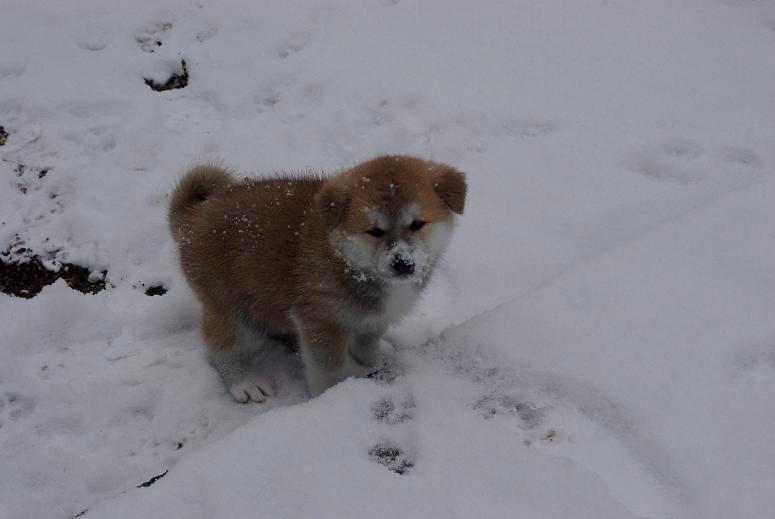 Akita inu (miko) Bancho of kishi ken billede 7