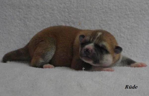 Akita inu (miko) Bancho of kishi ken - Miko 5 dage billede 1