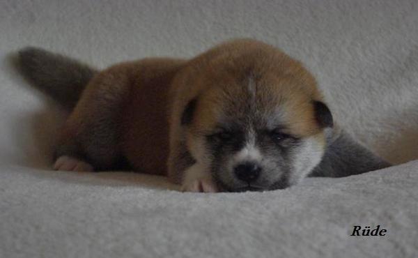 Akita inu (miko) Bancho of kishi ken billede 2