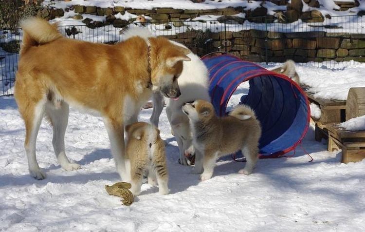 Akita inu (miko) Bancho of kishi ken - Mor og far og Miko snakker med far. billede 8