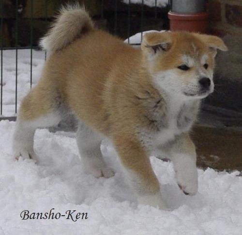 Akita inu (miko) Bancho of kishi ken - Miko 7 uger billede 9
