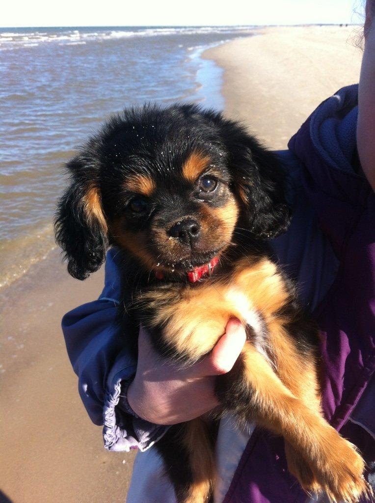 Blanding af racer Stella - Første tur på stranden :-) billede 1