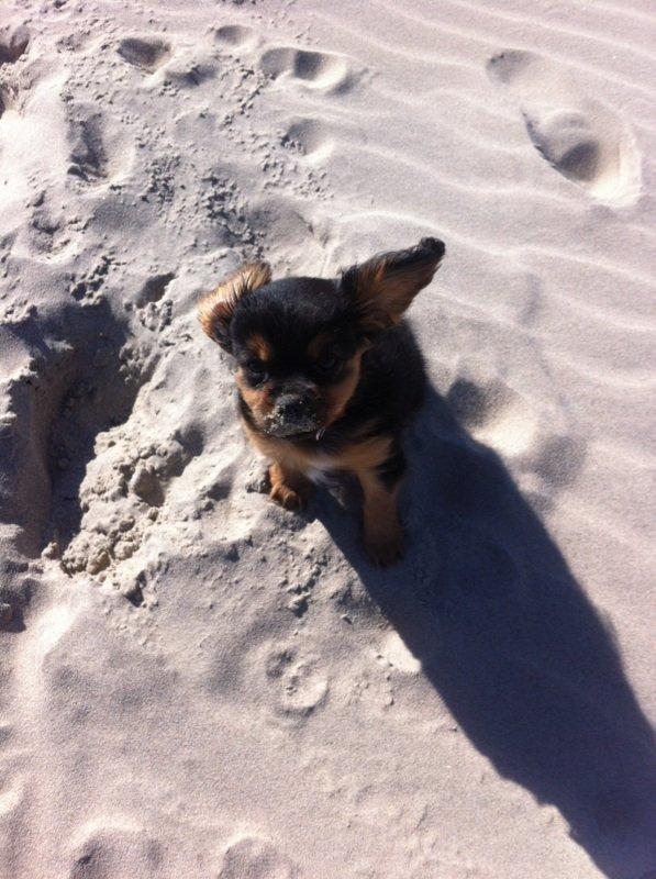 Blanding af racer Stella - Vind i "håret" billede 6