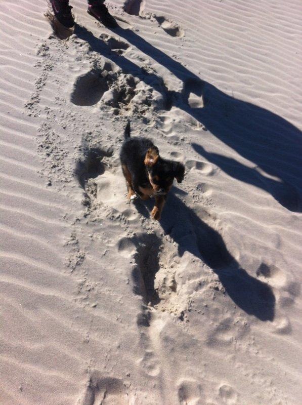 Blanding af racer Stella - Faaart på :-) billede 7