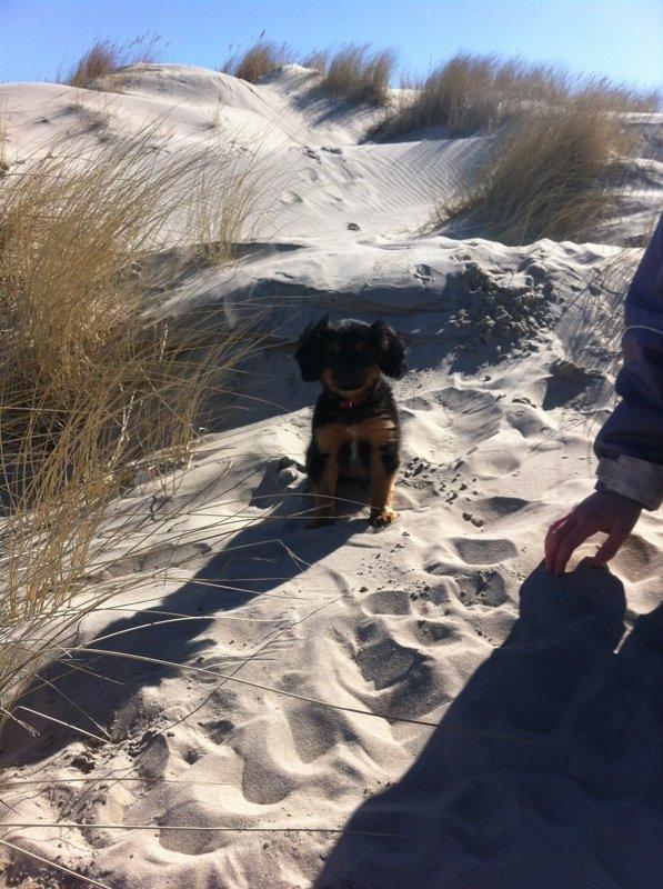 Blanding af racer Stella - <3 billede 8