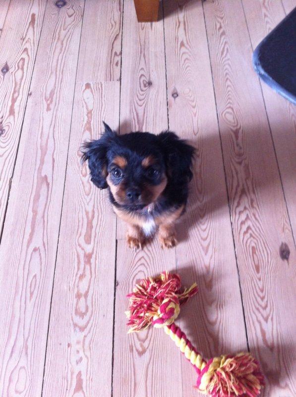 Blanding af racer Stella - <3 billede 9