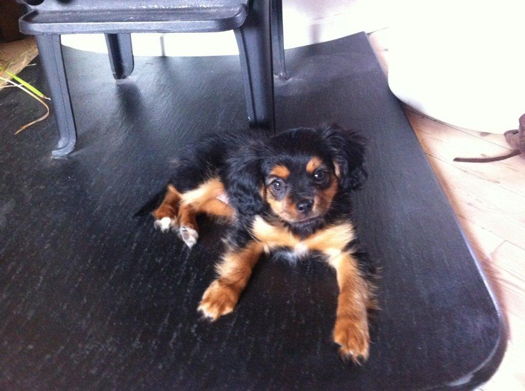 Blanding af racer Stella - 11 uger gammel billede 10