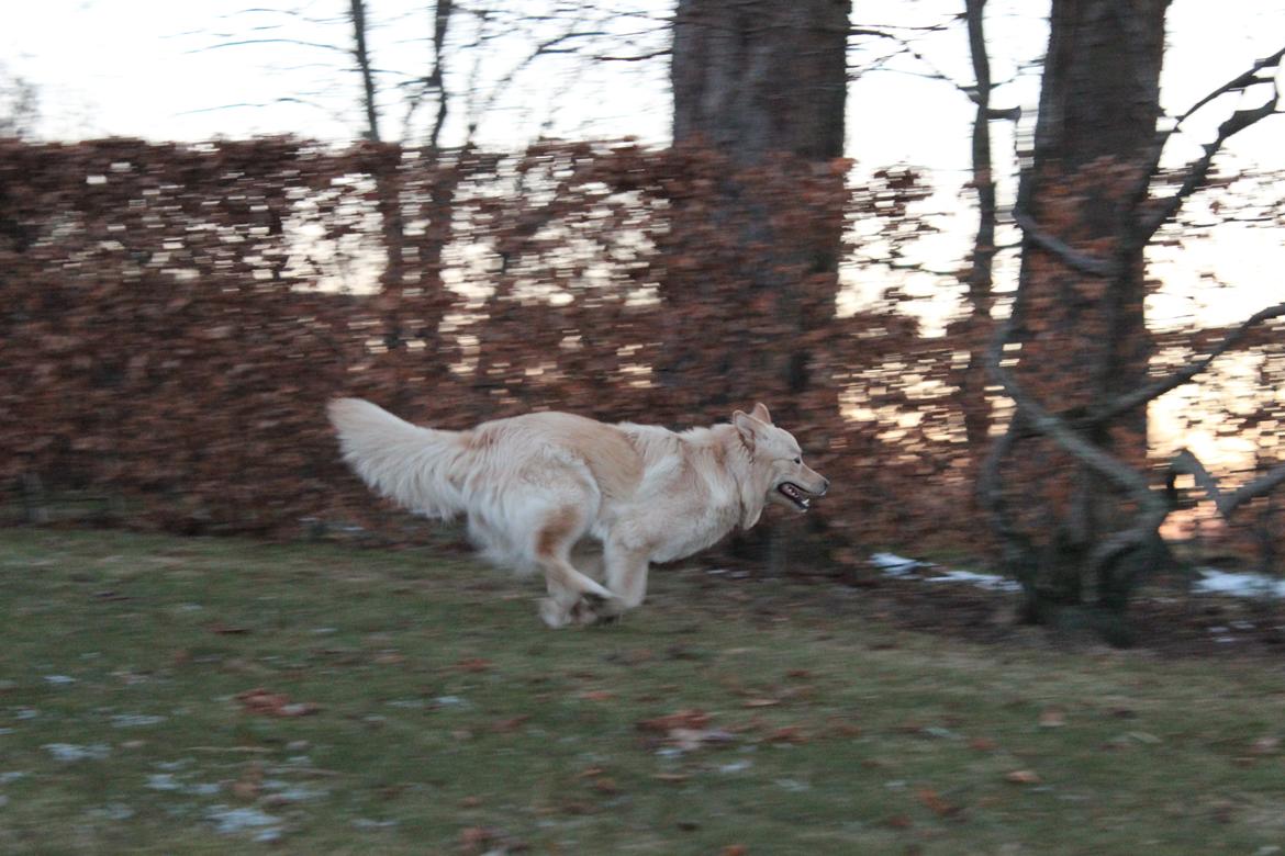 Finsk lapphund Fanny - Fuld galop igennem haven billede 10