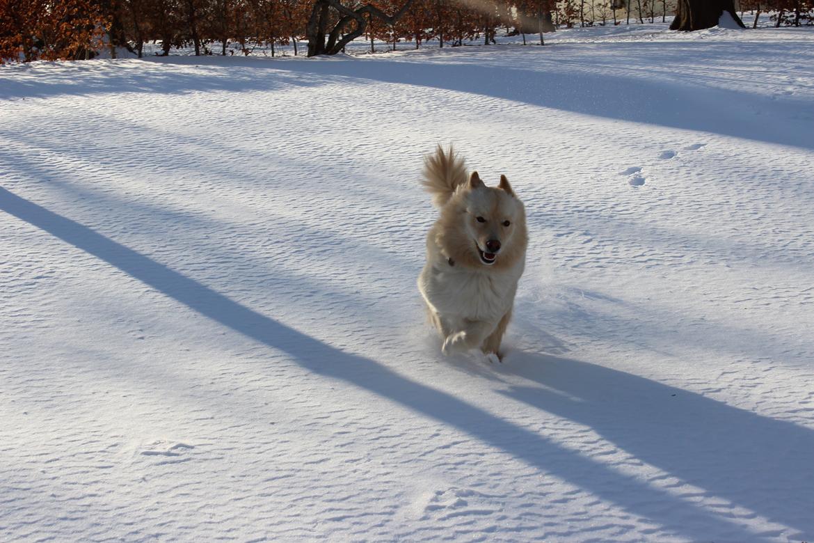 Finsk lapphund Fanny - Jaa, sne! billede 11
