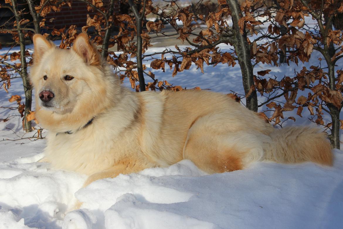 Finsk lapphund Fanny billede 12