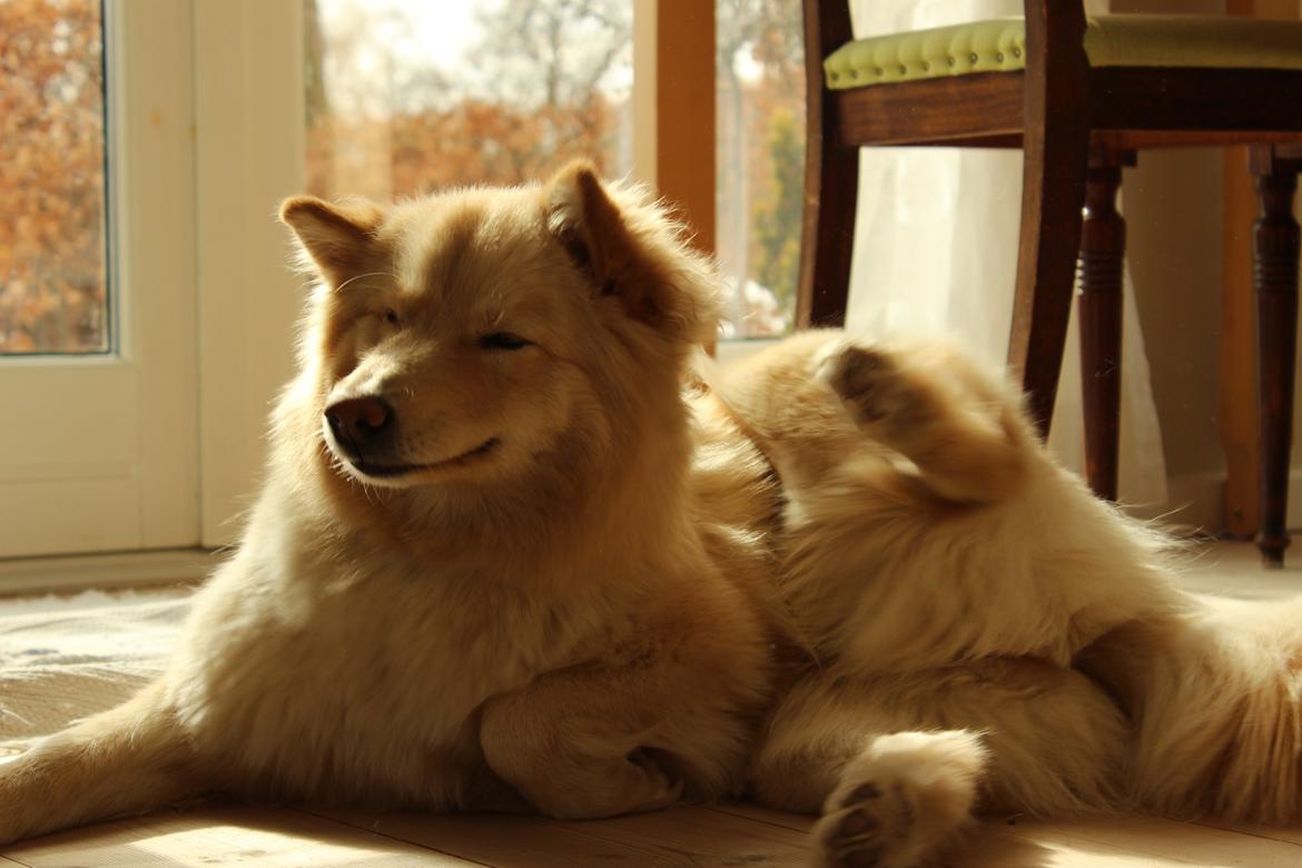 Finsk lapphund Fanny billede 1