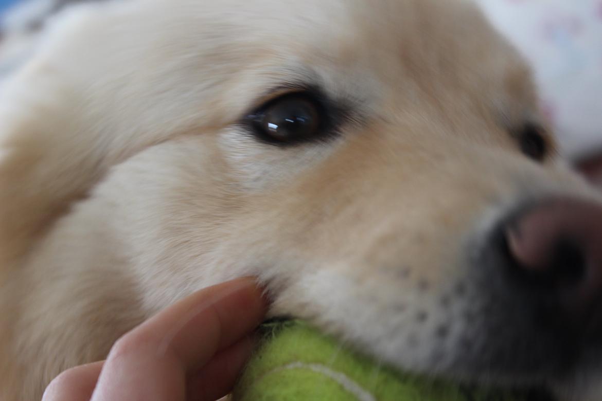 Finsk lapphund Fanny - Dat bold :D billede 13