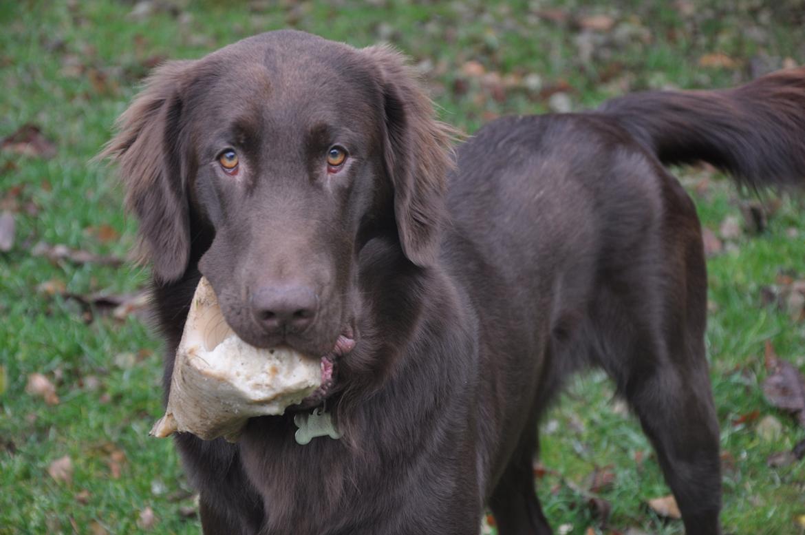 Flat coated retriever Mokka - Her er Mokka med sit kødben ude i haven :) billede 3