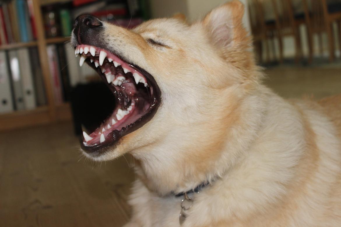 Finsk lapphund Fanny - Rigtig hardcore billede 14