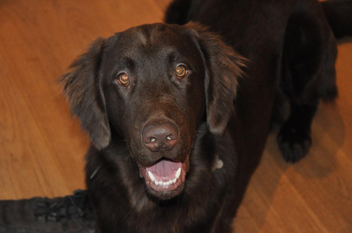 Flat coated retriever Mokka - Heeeej! ;) billede 2