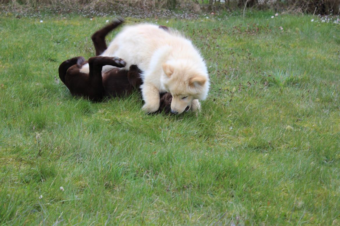 Flat coated retriever Mokka - Her er Mokka, der bliver tæsket af min kusines hund, Fanny :) billede 4