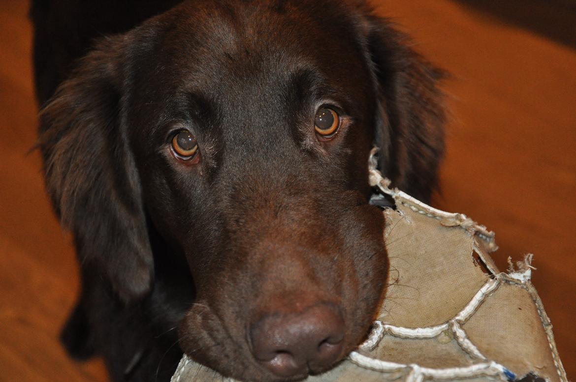 Flat coated retriever Mokka - "Hvis jeg giver dig, det der er tilbage af din bold, må jeg så få den der godbid?" billede 5