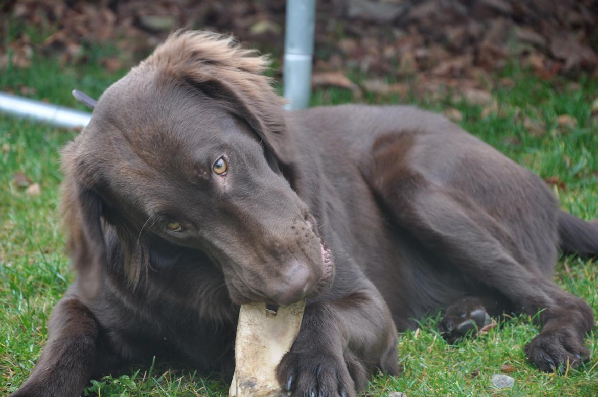 Flat coated retriever Mokka - "Den her er godt nok lækker!!" billede 6