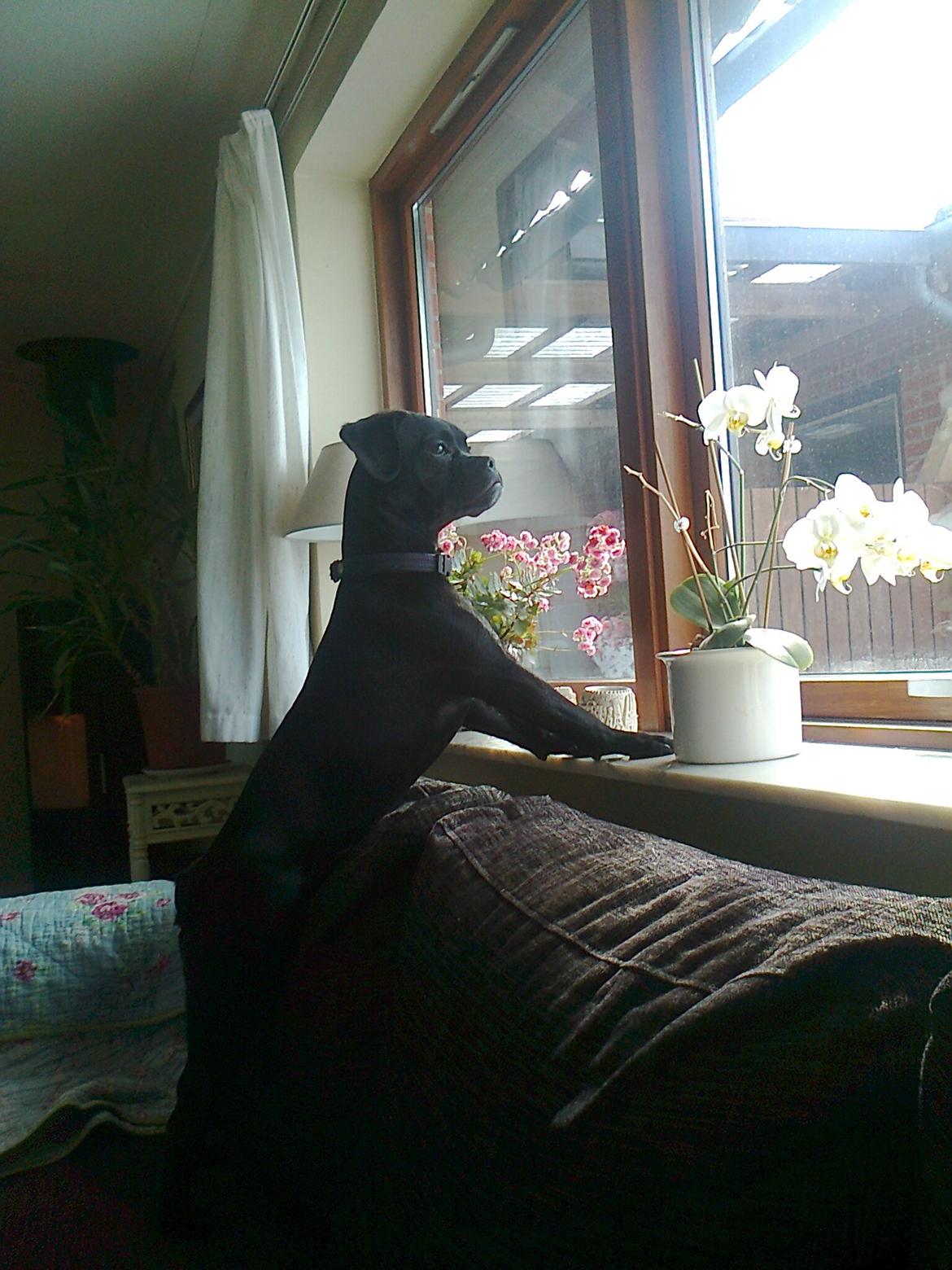 Blanding af racer Molly billede 1