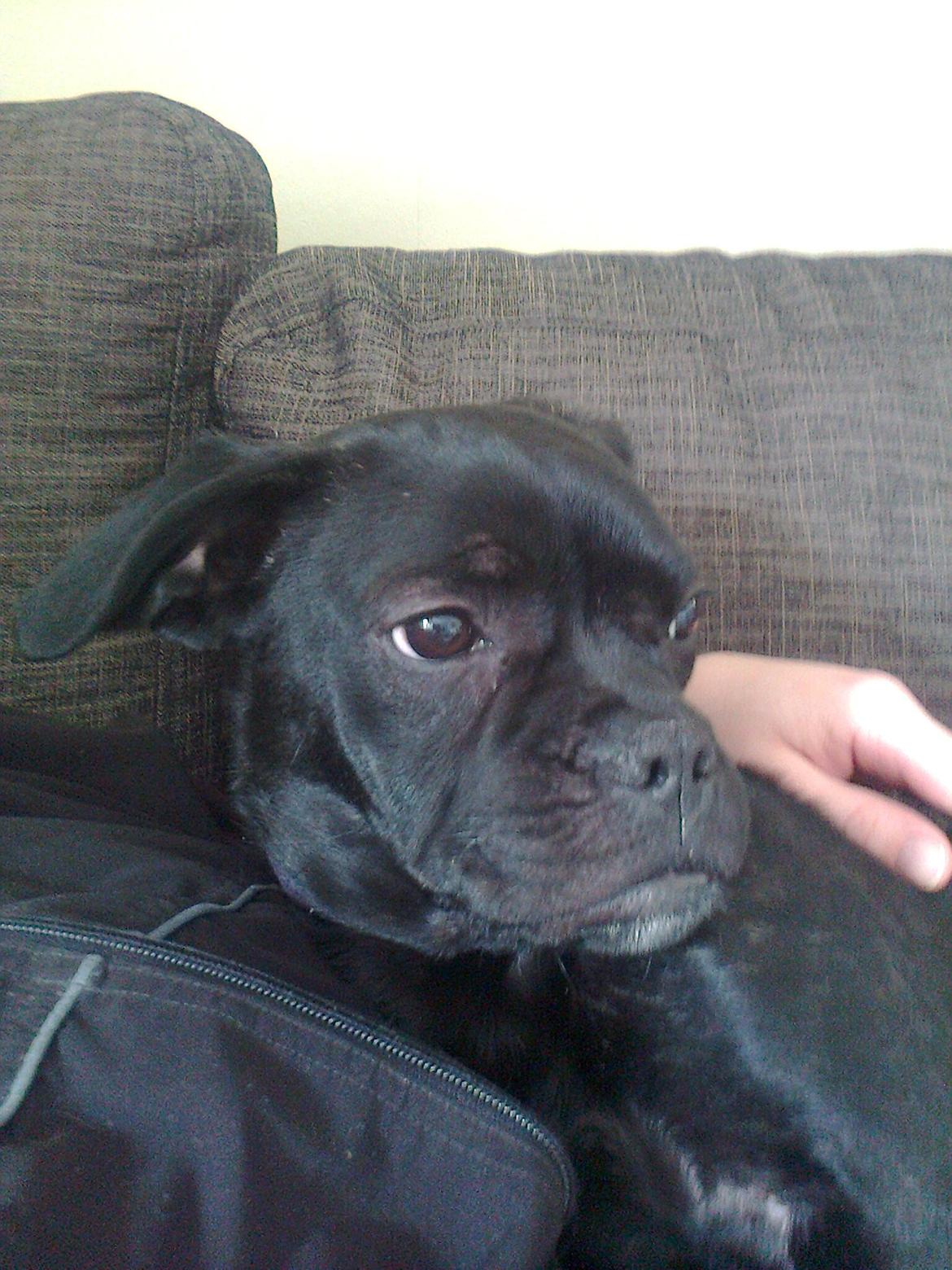 Blanding af racer Molly billede 3