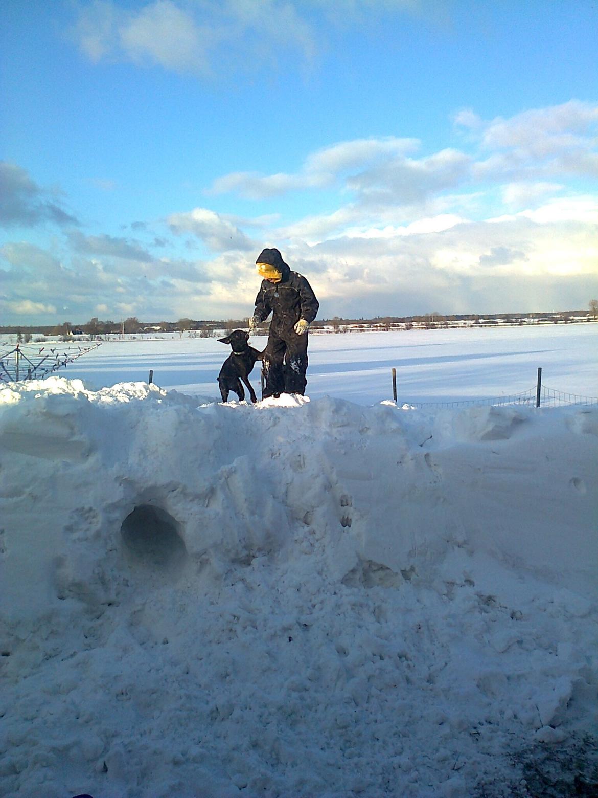 Blanding af racer Molly billede 4