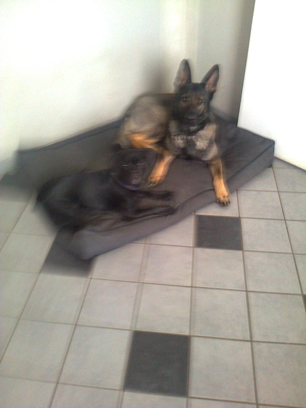 Blanding af racer Molly billede 5