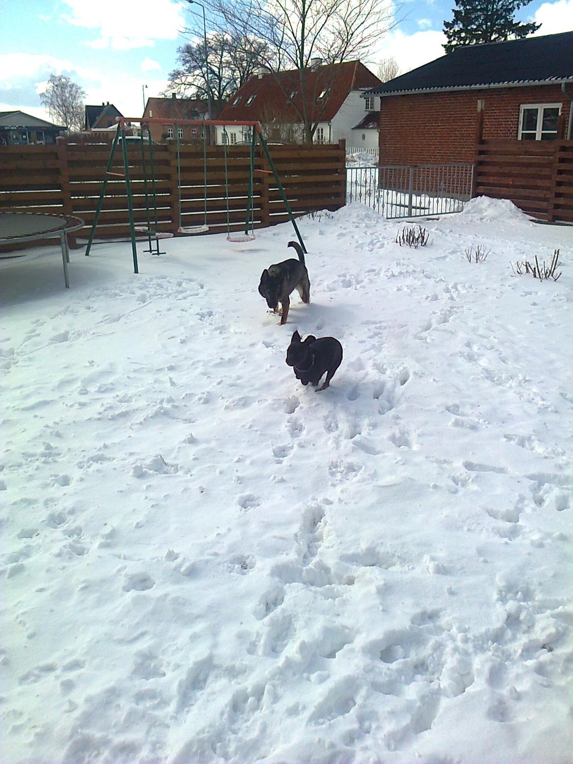 Blanding af racer Molly billede 6