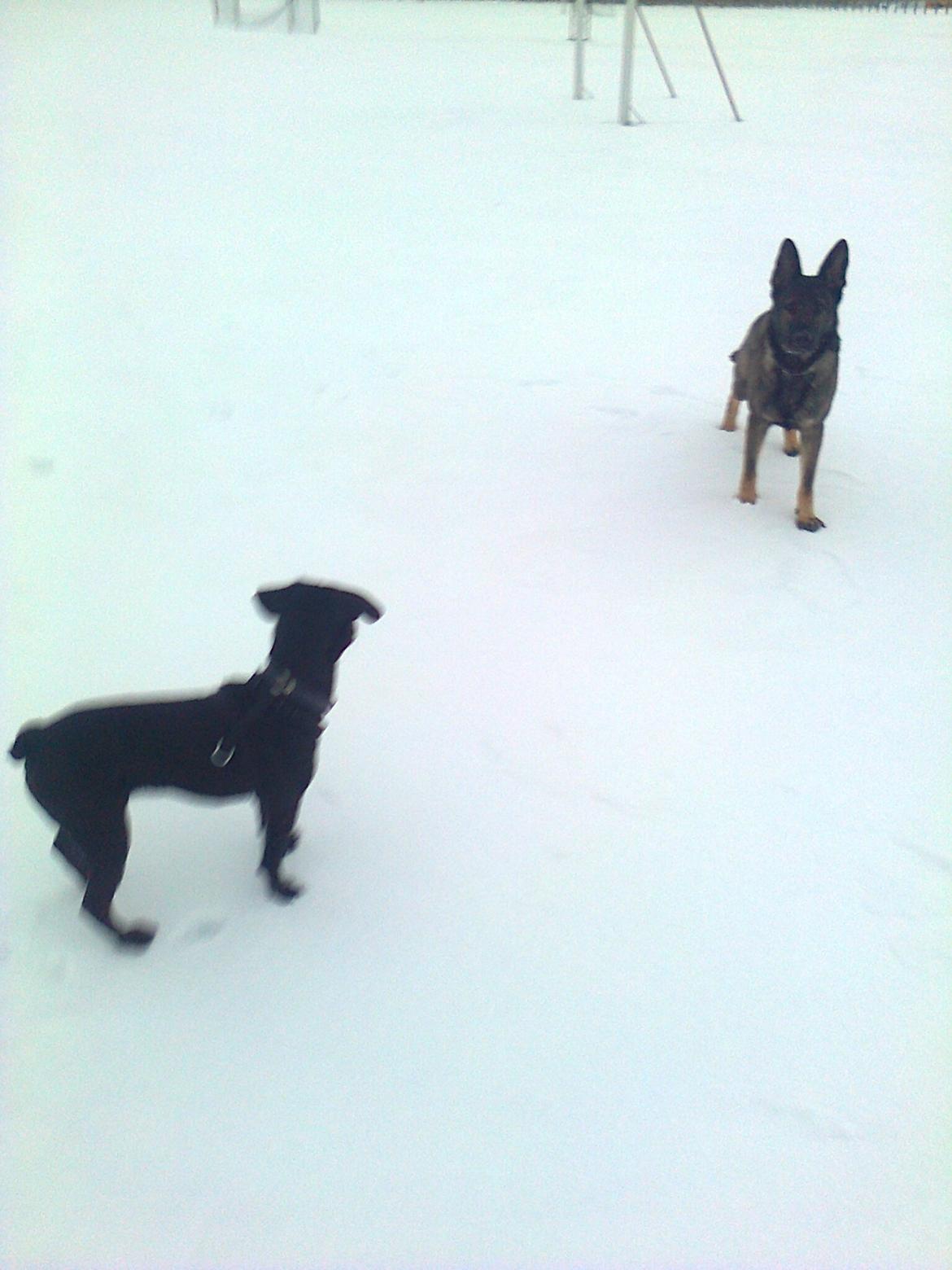 Blanding af racer Molly billede 7