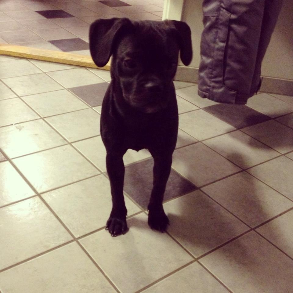 Blanding af racer Molly billede 2