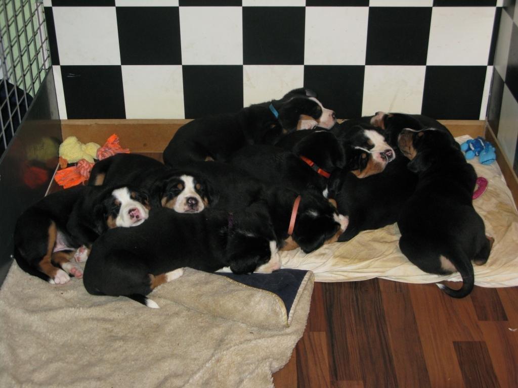 Grosser schweizer sennenhund Taja billede 1